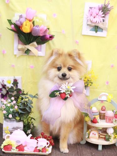 20230324ぽむくん